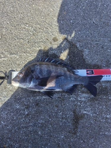 チヌの釣果