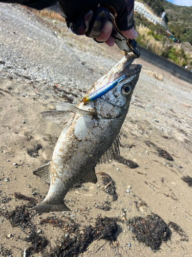 ヒラスズキの釣果