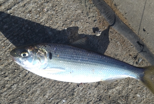 コノシロの釣果