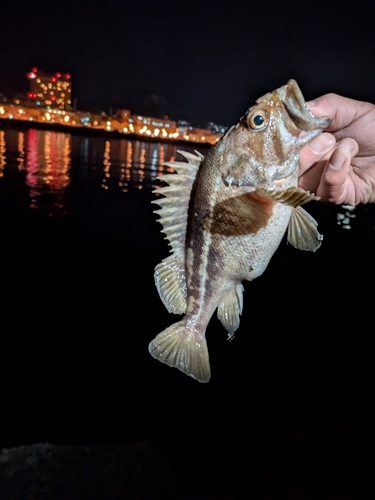 クロソイの釣果