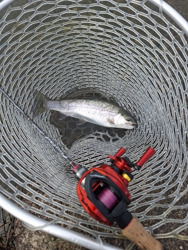 ニジマスの釣果