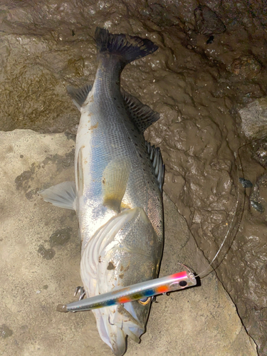 タイリクスズキの釣果