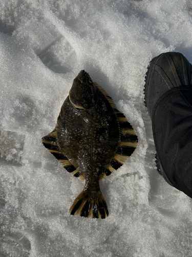 カワガレイの釣果