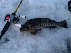 アブラコの釣果