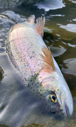 ニジマスの釣果