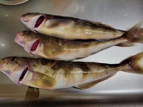 ホッケの釣果