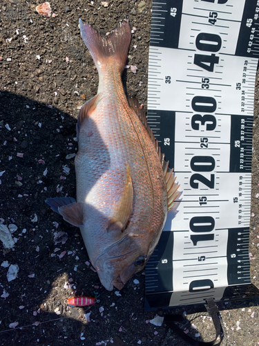 マダイの釣果