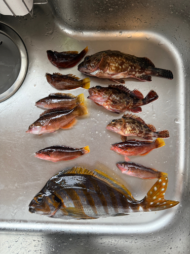 タカノハダイの釣果