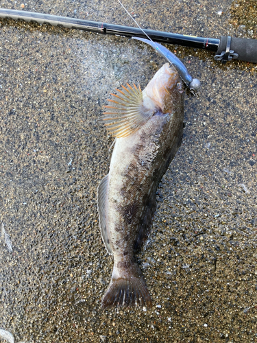 アブラコの釣果