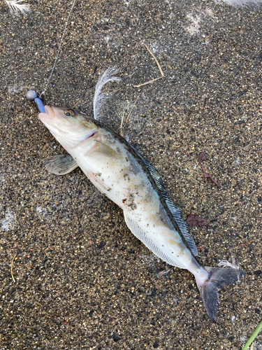 ホッケの釣果