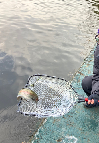 トラウトの釣果