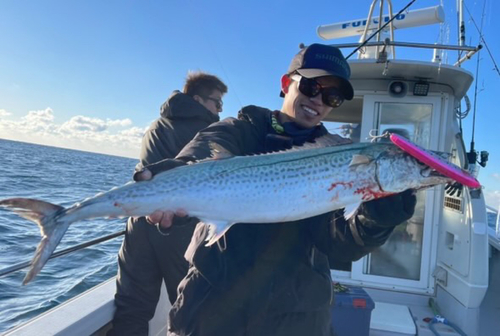 サワラの釣果