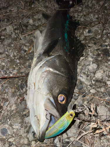 マルスズキの釣果