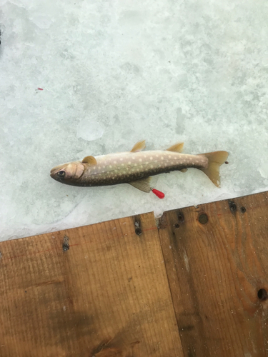 アメマスの釣果