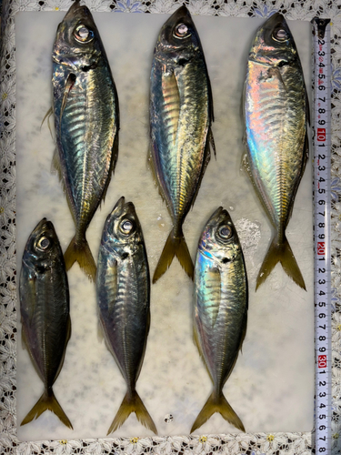 アジの釣果