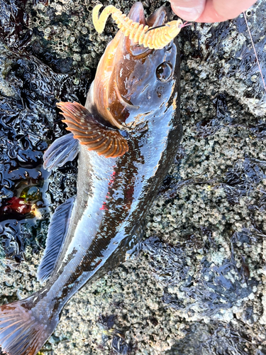 アブラコの釣果