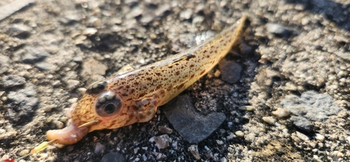 サビハゼの釣果