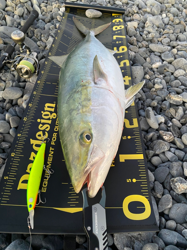 ブリの釣果