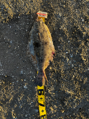 ヒラメの釣果