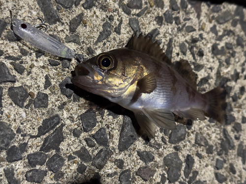 メバルの釣果