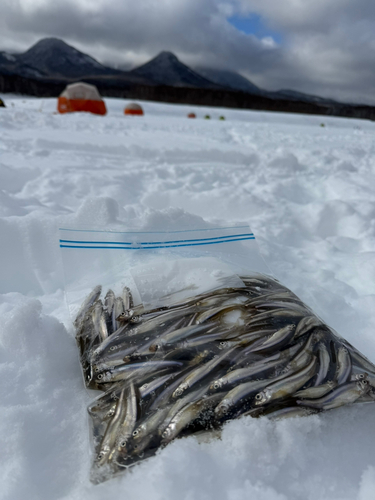 ワカサギの釣果