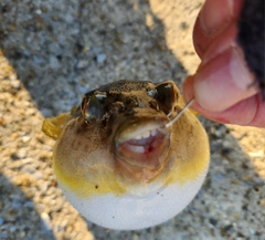 ショウサイフグの釣果