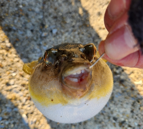 ショウサイフグの釣果