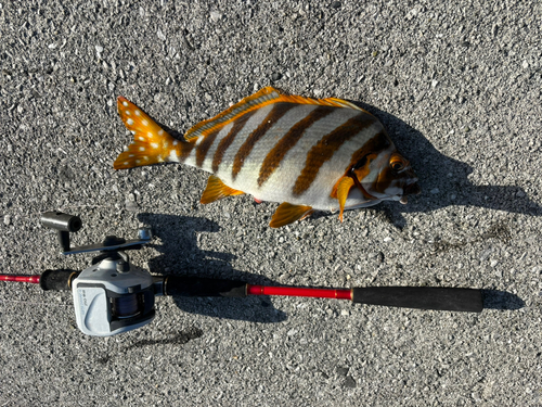 タカノハダイの釣果