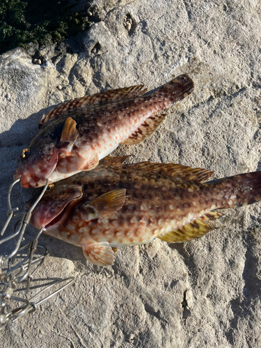 ブダイの釣果