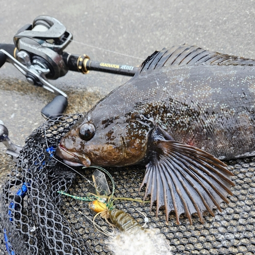 アイナメの釣果