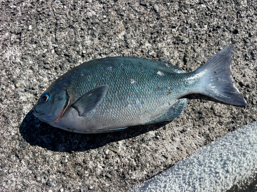 メジナの釣果