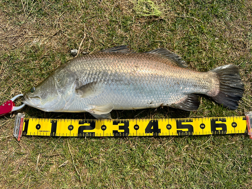 バラマンディの釣果