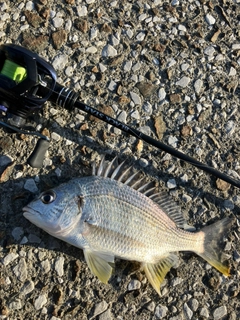 キビレの釣果