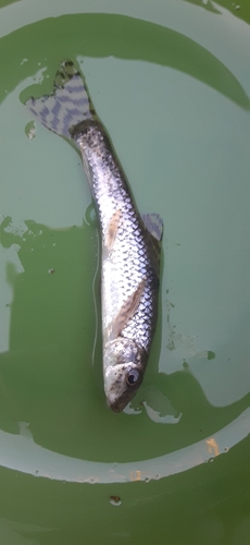 カマツカの釣果