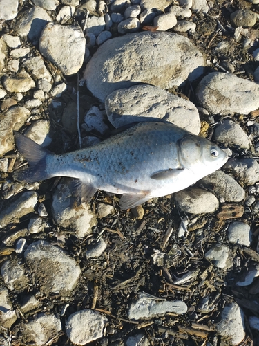 フナの釣果