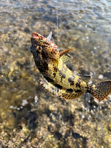 イシミーバイの釣果