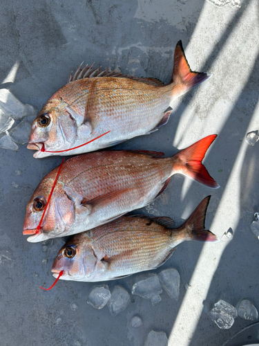 マダイの釣果