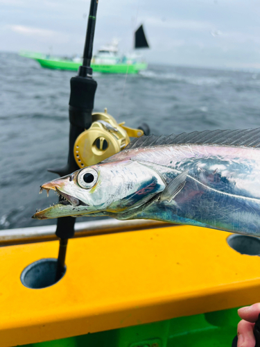 タチウオの釣果