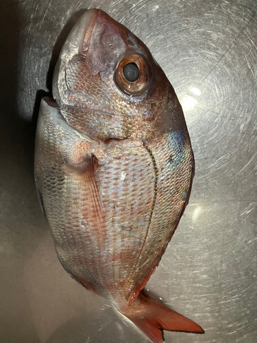 マダイの釣果