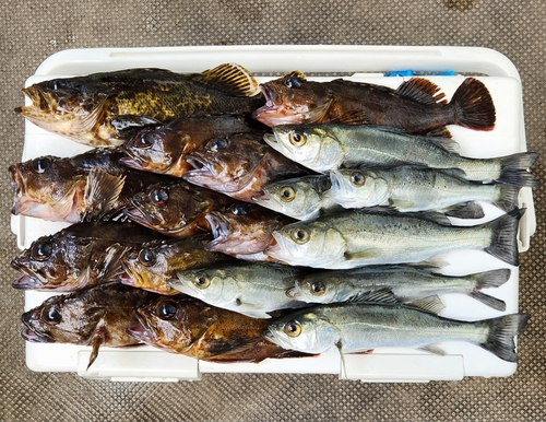 タケノコメバルの釣果