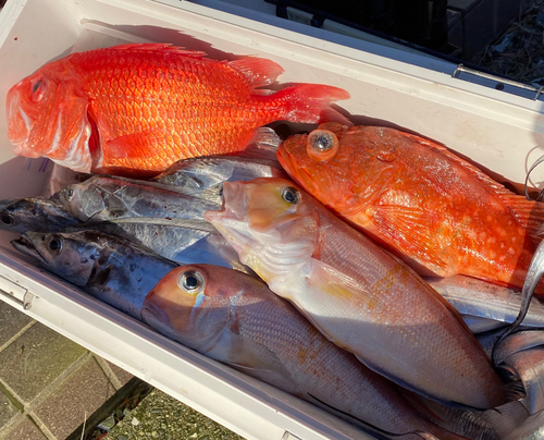 エビスダイの釣果