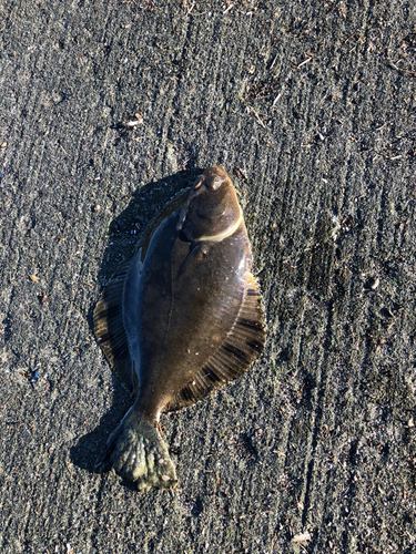 カレイの釣果