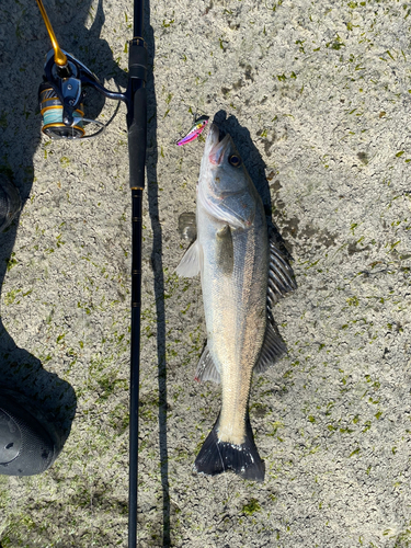 シーバスの釣果