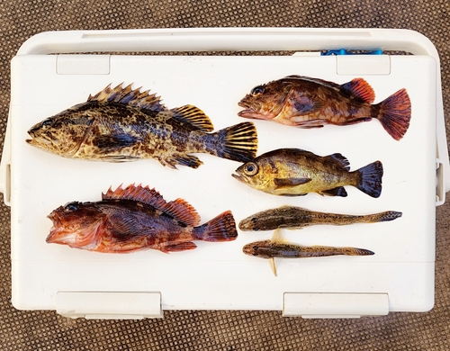 タケノコメバルの釣果