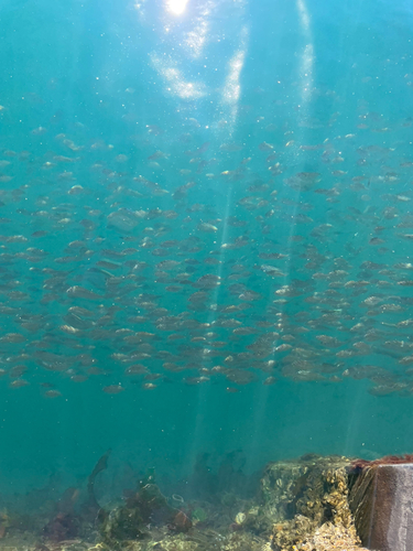 ヒイラギの釣果