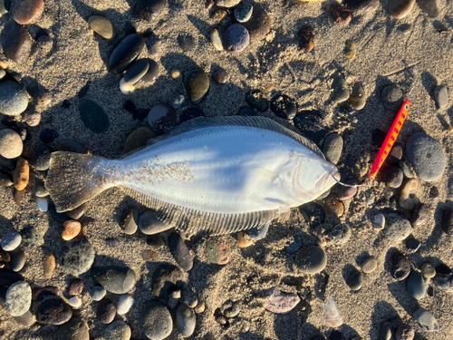 ソゲの釣果