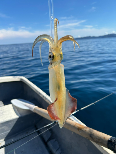 シイラの釣果