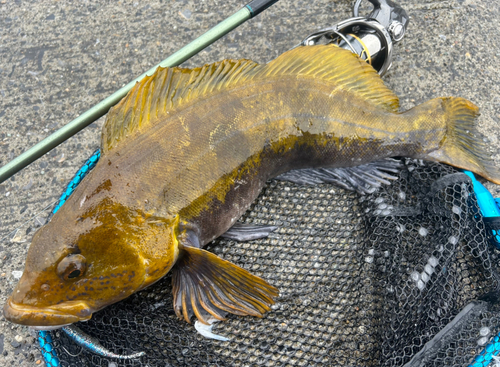 アイナメの釣果