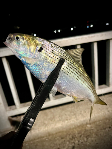 コノシロの釣果