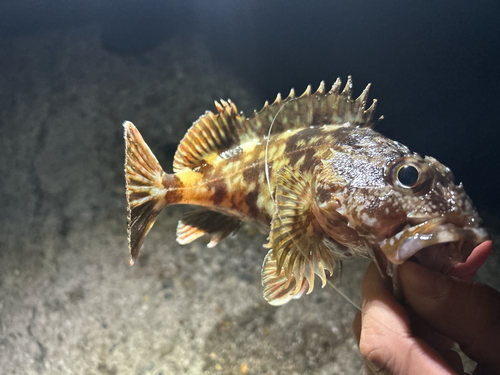 ガシラの釣果